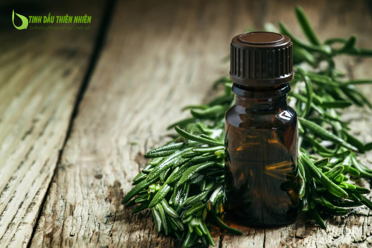 Tinh dầu tràm trà từ thiên nhiên