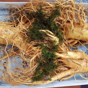 Nhân sâm tươi 3 củ/kg