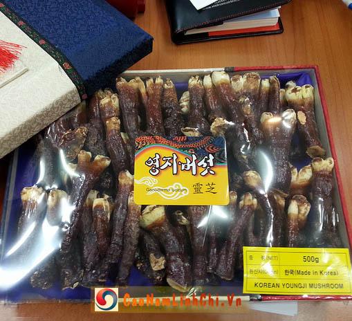 Nấm linh chi chân sừng hươu