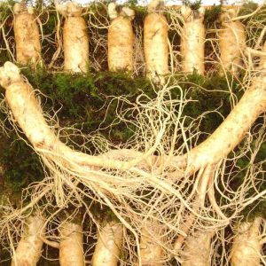 Nhân sâm tươi 8 củ/kg