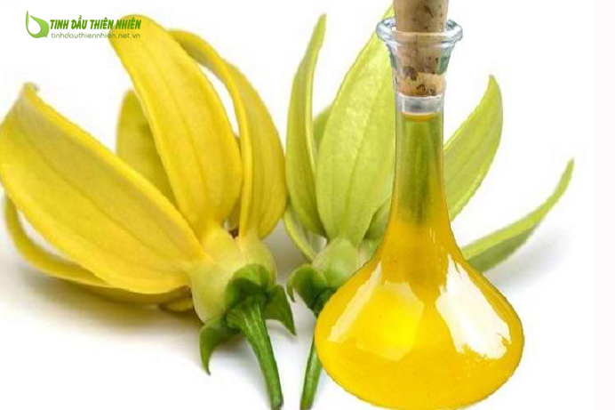 Tinh dầu ngọc lan tây - hương thơm nhẹ nhàng