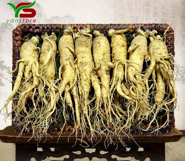 nhan-sam-han-quoc-loai-8-cu-kg-1 nhan-sam-han-quoc-loai-8-cu-kg-1