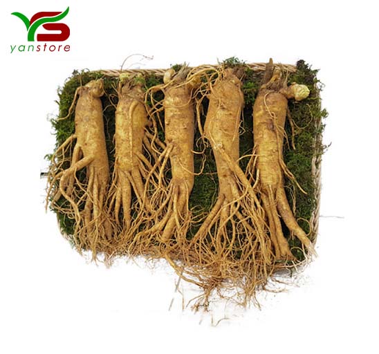 Sâm tươi Hàn Quốc 5 củ - 1kg