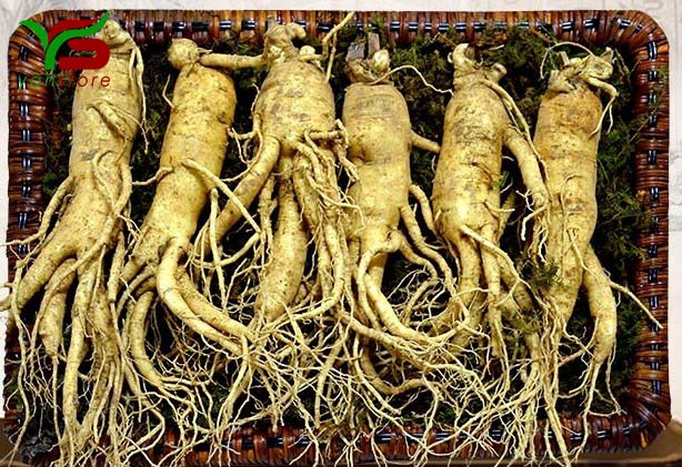 Nhân sâm tươi hàn quốc loại 6 củ/1kg