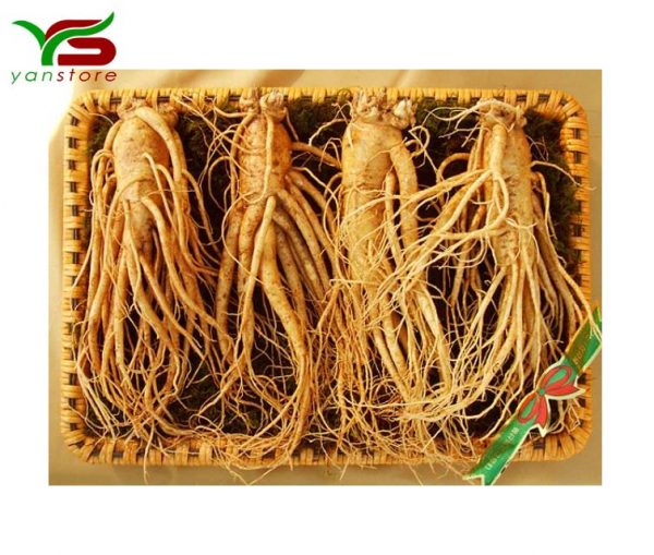 nhan-sam-tuoi-loai-4-cu-1kg nhan-sam-tuoi-loai-4-cu-1kg