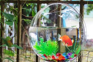 Bể cá cảnh treo tường mini giá rẻ uy tín