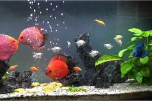 Có Nên Dùng Máy Sưởi Bể Cá Quanh Năm? Lời Khuyên Hữu Ích