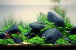 Phụ kiện bể cá cảnh – Hướng dẫn đầy đủ để tạo bể cá đẹp và khỏe mạnh